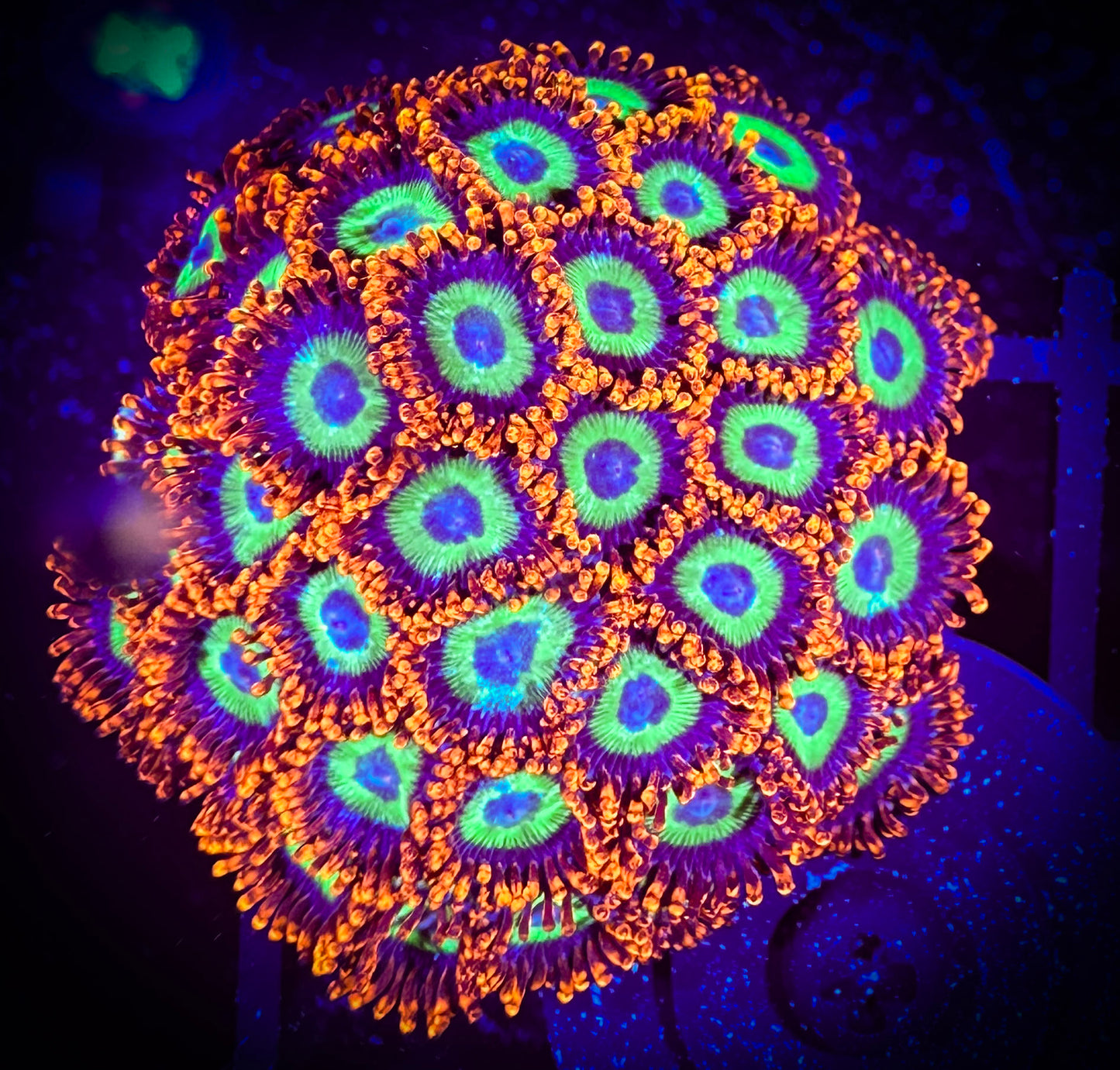 WYSIWYG Emeralds on Fire Zoanthids Colony 10A1