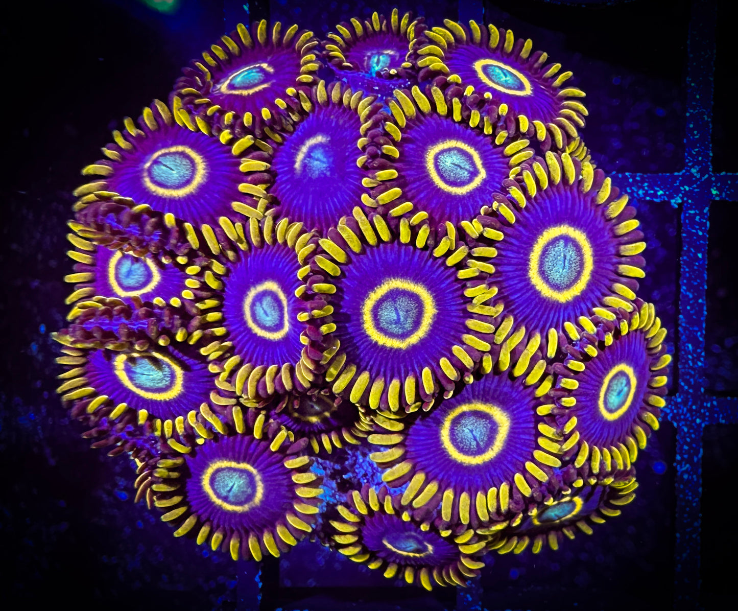 WYSIWYG Blue Hornets Zoanthids Colony 10A2