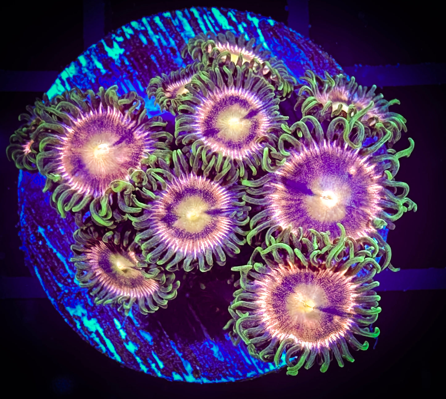 WYSIWYG Laser Lemons Zoanthids Frag 10B1