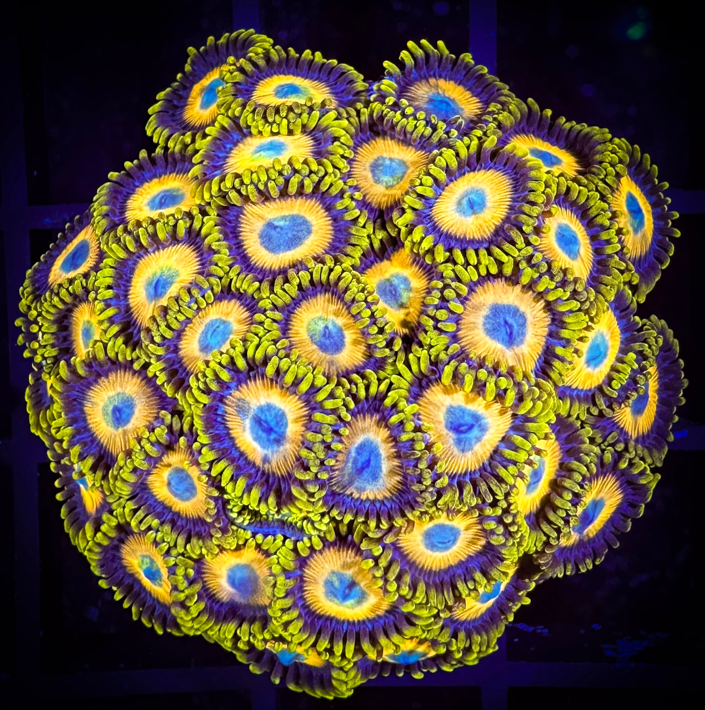 WYSIWYG Scrambled Eggs Zoanthids Colony 10B2