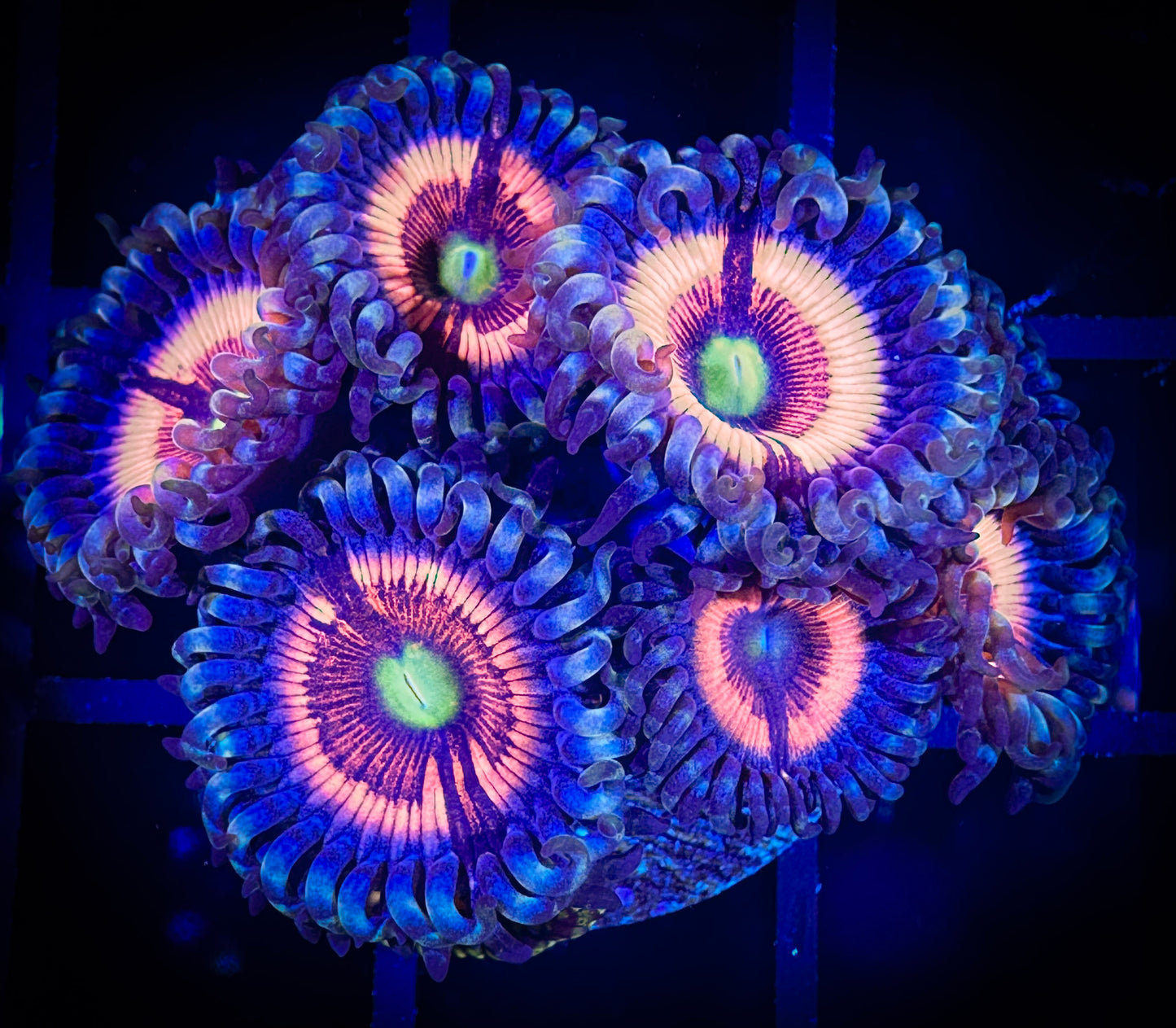 WYISIWYG Lord of the Rings Zoanthids Frag 10B2