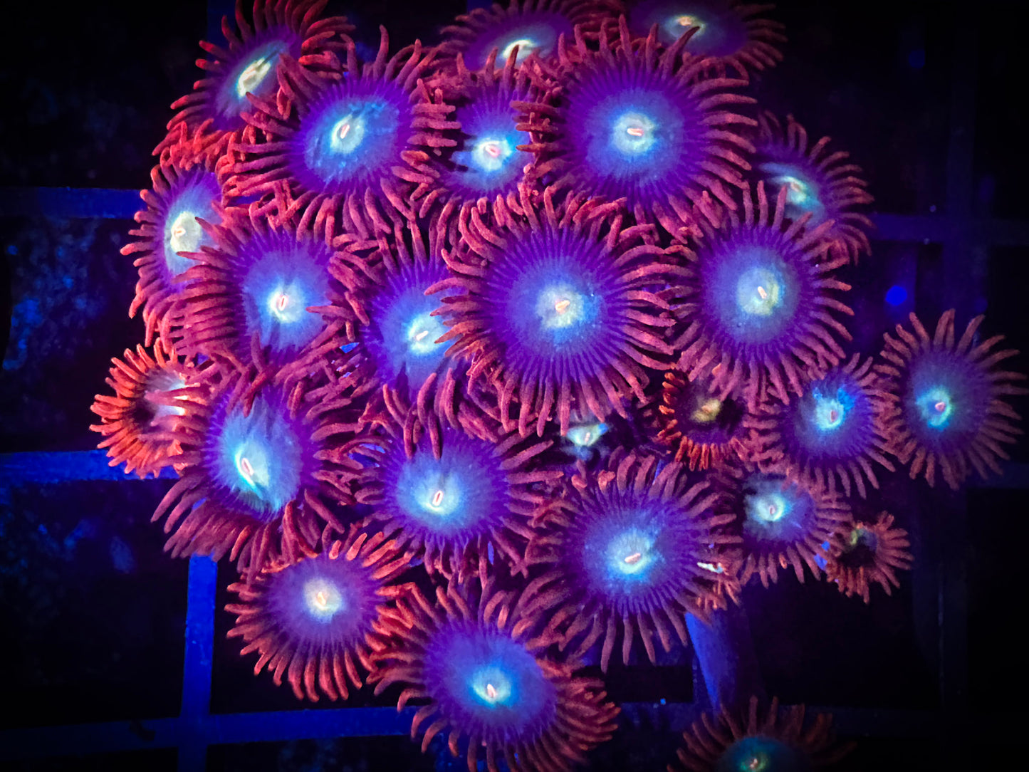 WYSIWYG CB Punk Rockers Zoanthids Colony 02E4
