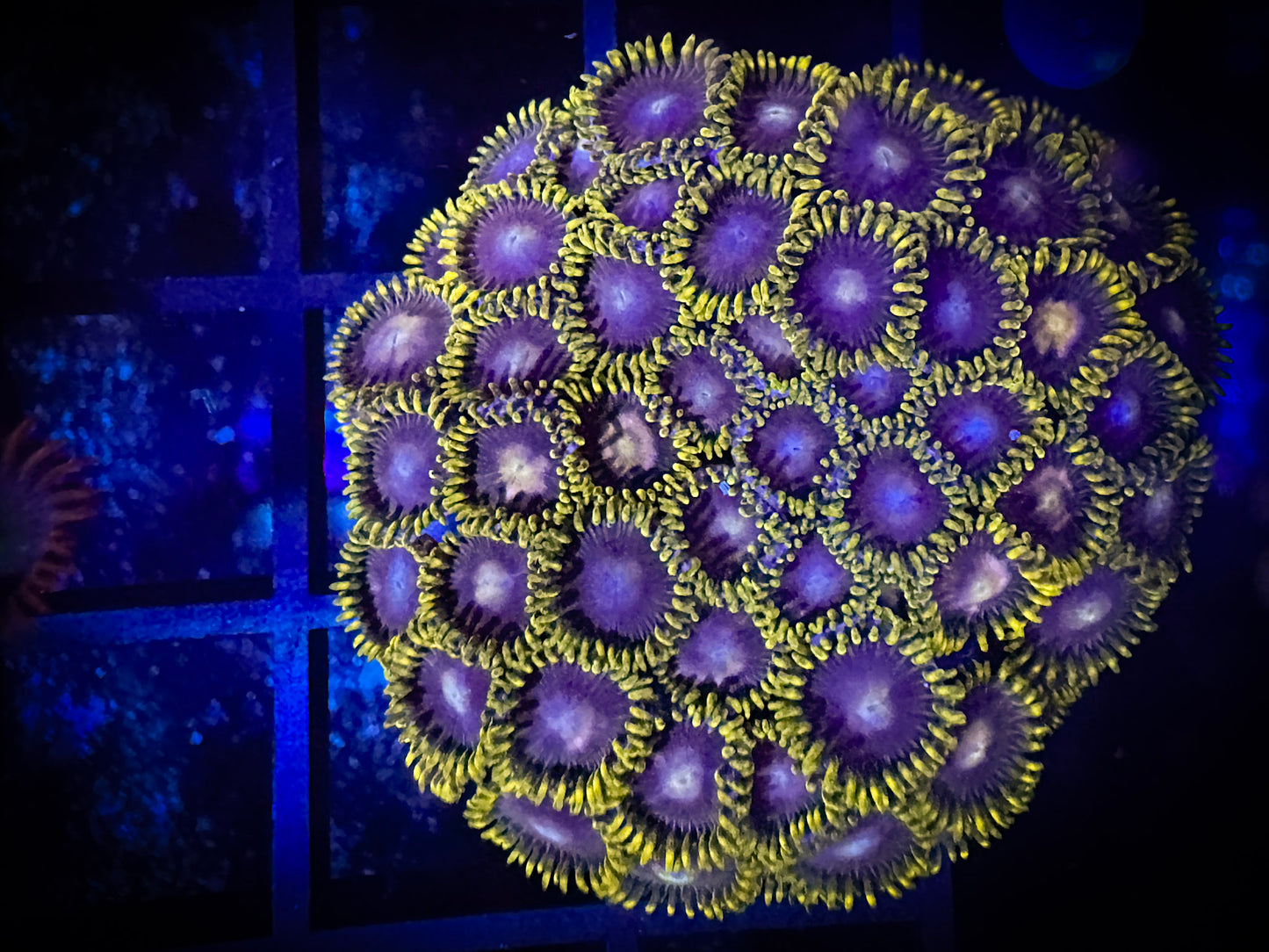 WYSIWYG Evil Mel's Green Skirt Zoanthids Large Frag 10B4