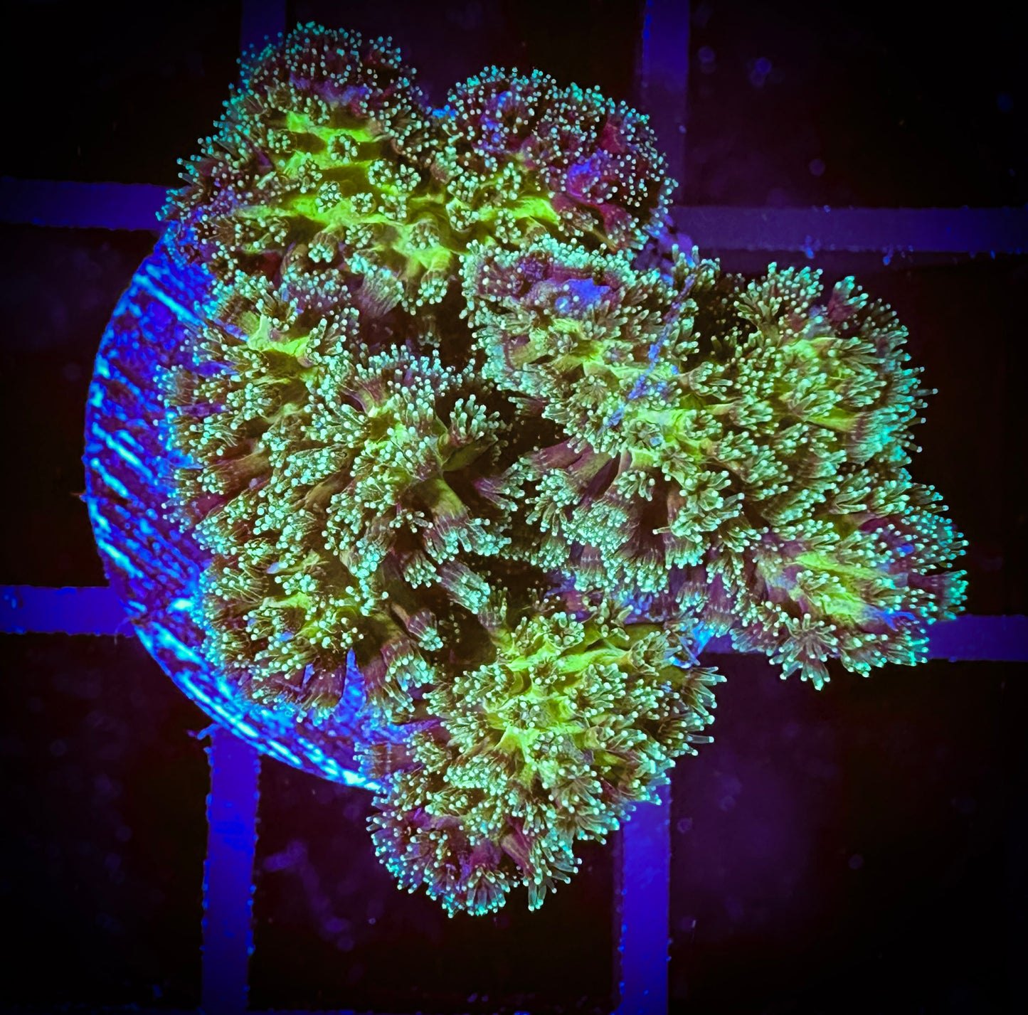 WYSIWYG Neon Green Pocillopora 10B4