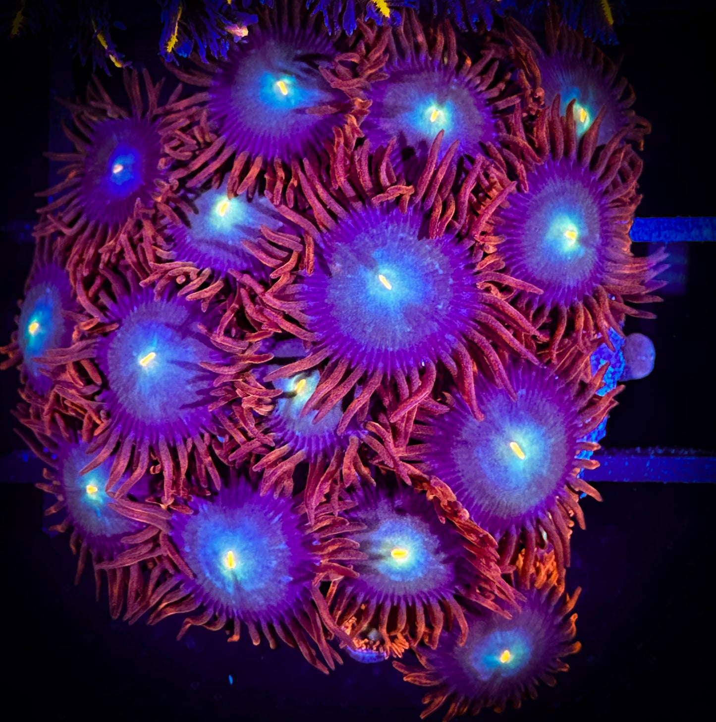 WYSIWYG CB Punk Rockers Zoanthids Colony 06E3
