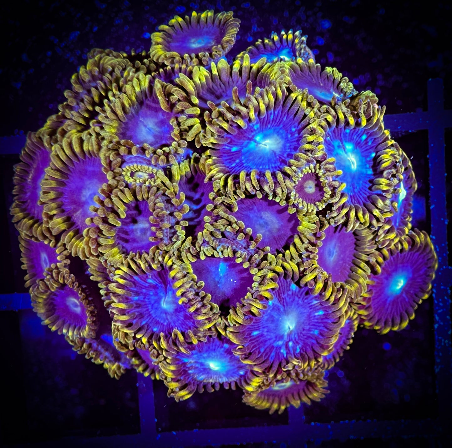 WYSIWYG Blueberry Fields Zoanthids Colony 10C1