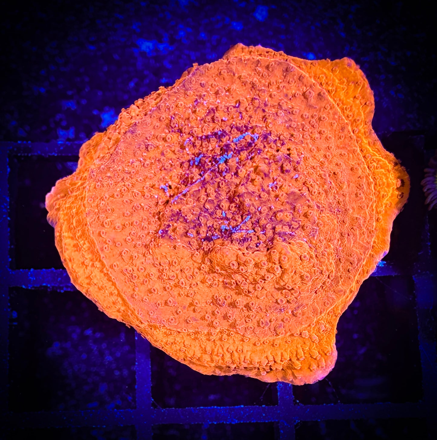 WYSIWYG Bright Orange Monticap 03E4
