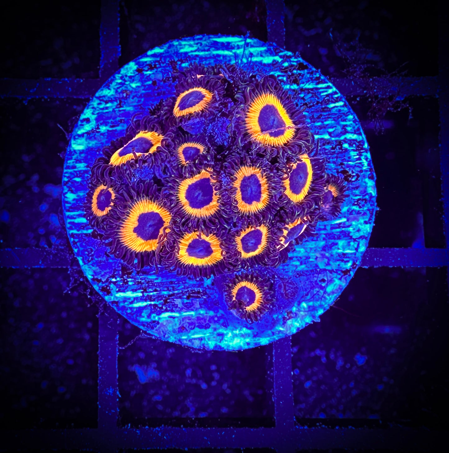 Johnny Pumpkin Zoanthids