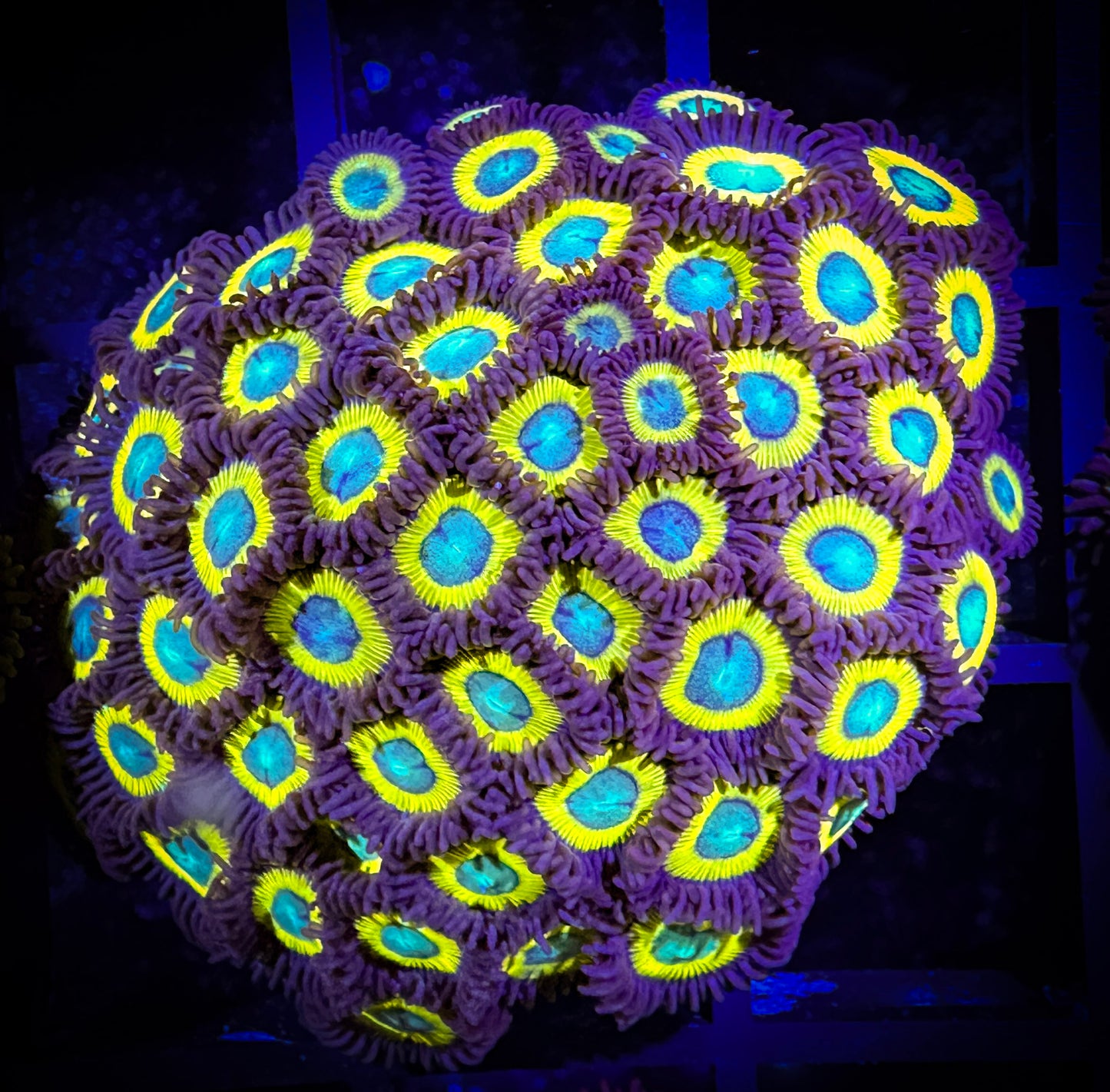 WYSIWYG Black Bella Zoanthids Colony 05F1