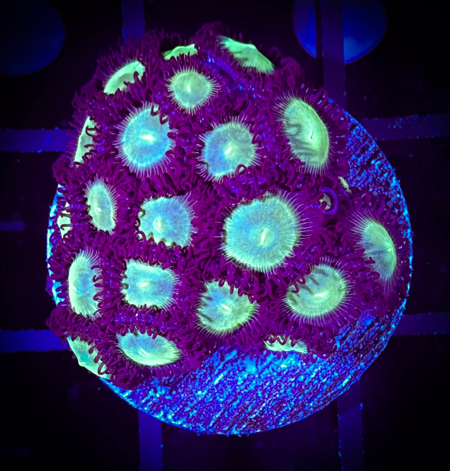 Mean Greens Zoanthids