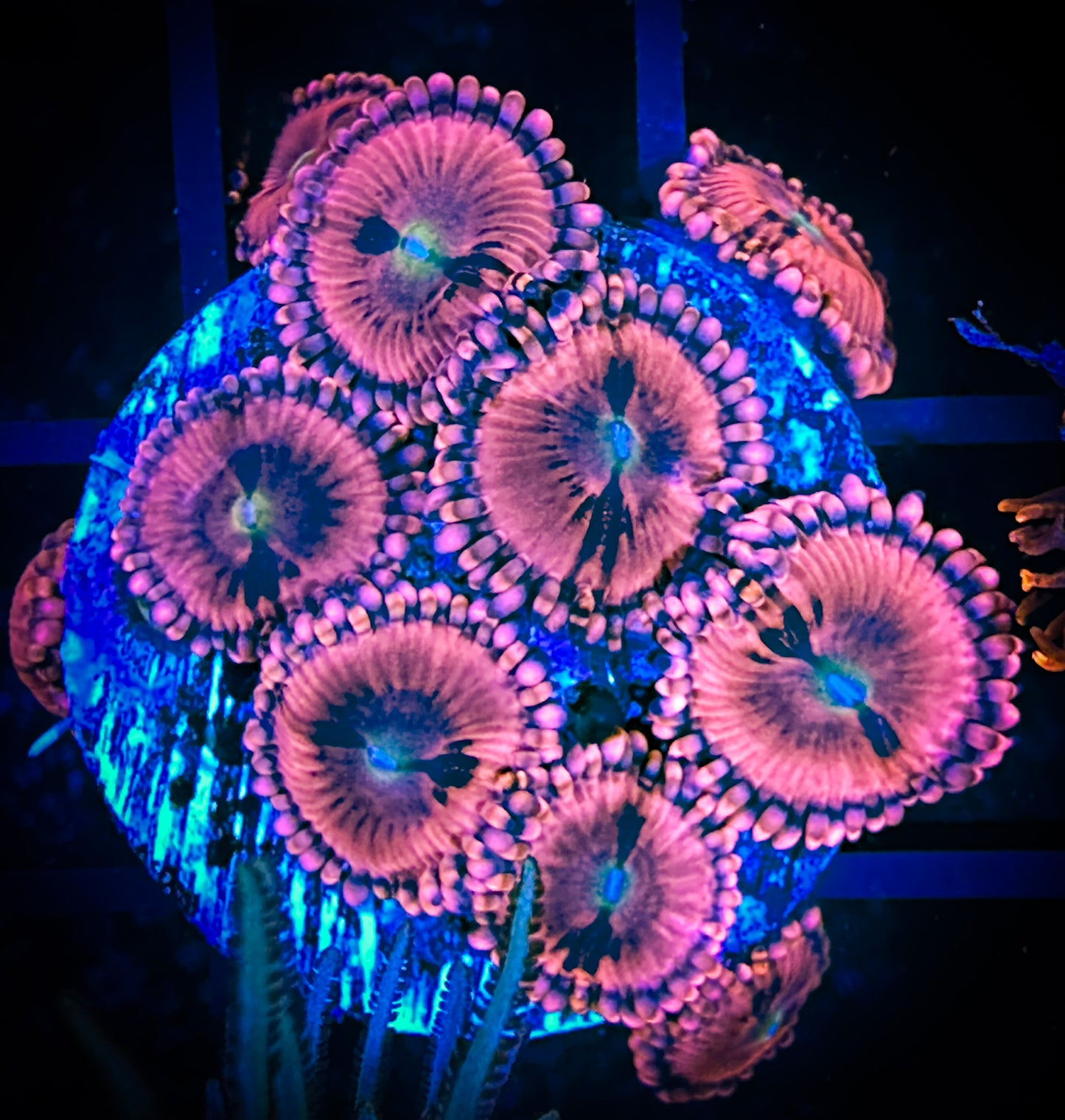 CC Pink Passion Zoanthids