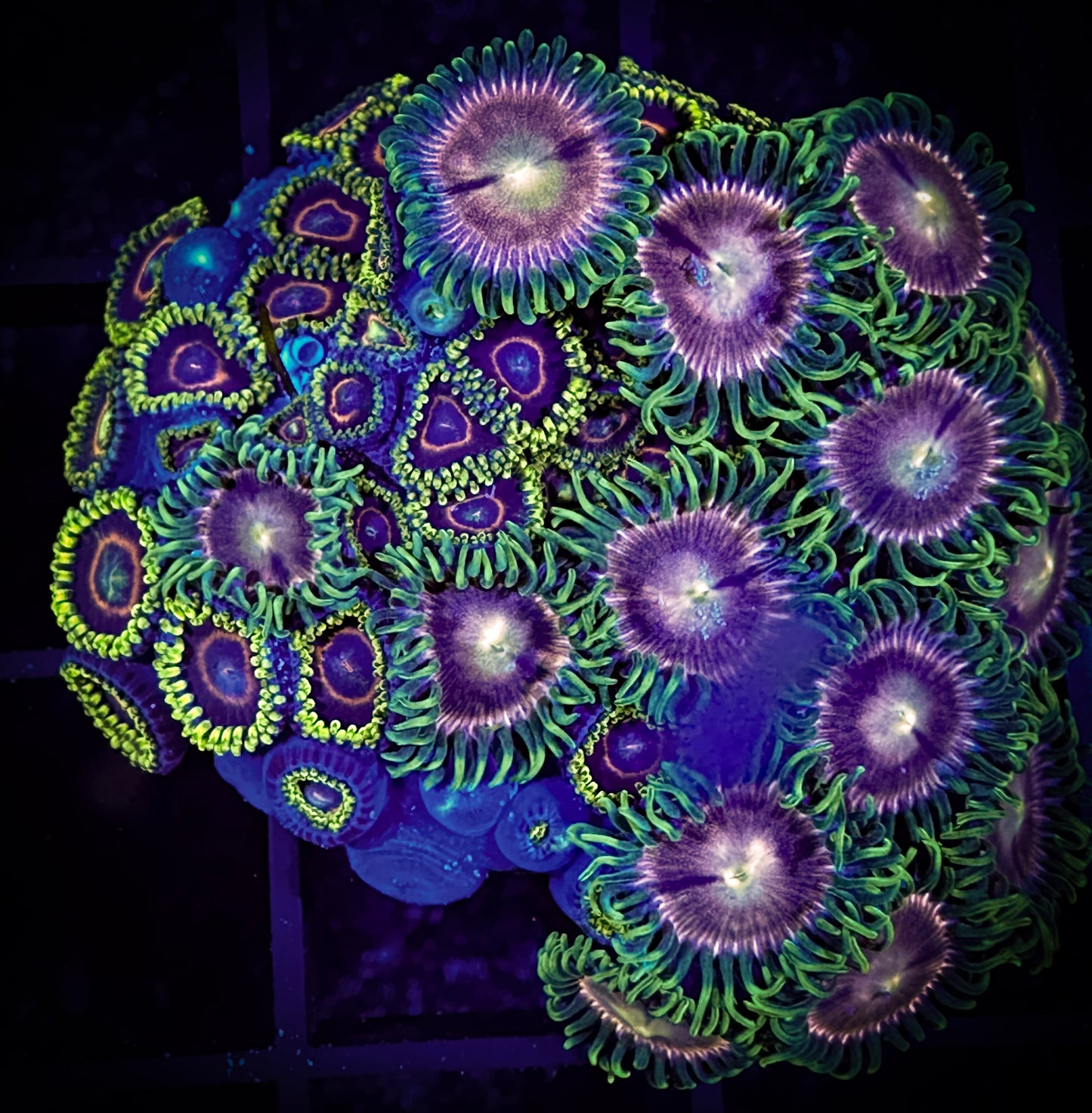 WYSIWYG Kingdom Hearts and Lazer Lemon Combo Zoanthids 10D1
