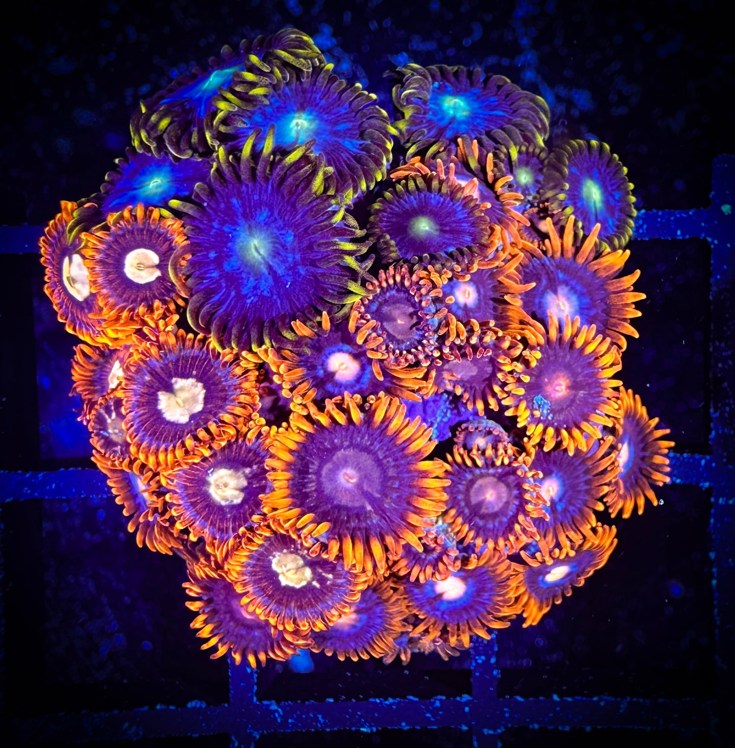 WYSIWYG GC Goldeneye and Blue Horizons Combo 10D1