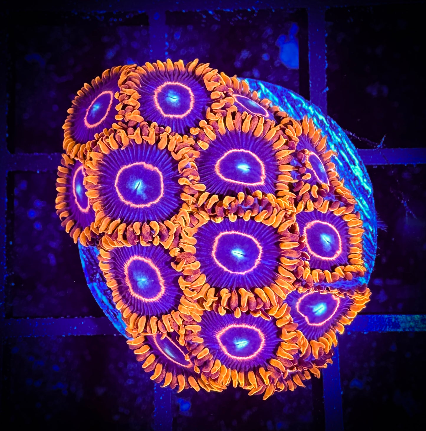 WYSIWYG Red Hornets Zoanthids Large Frag 05A3