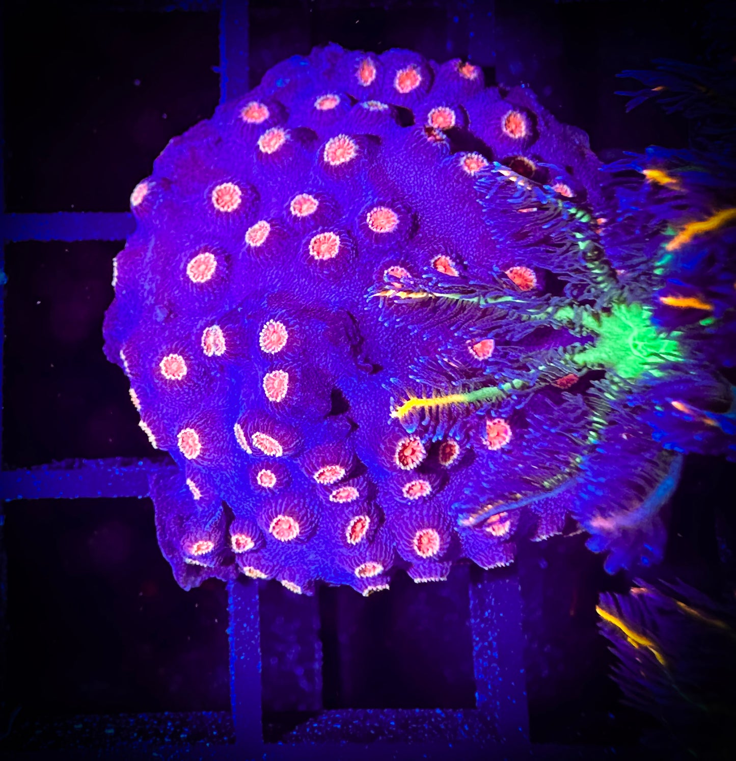 WYSIWYG Grape on Fire Cyphastrea 06F3