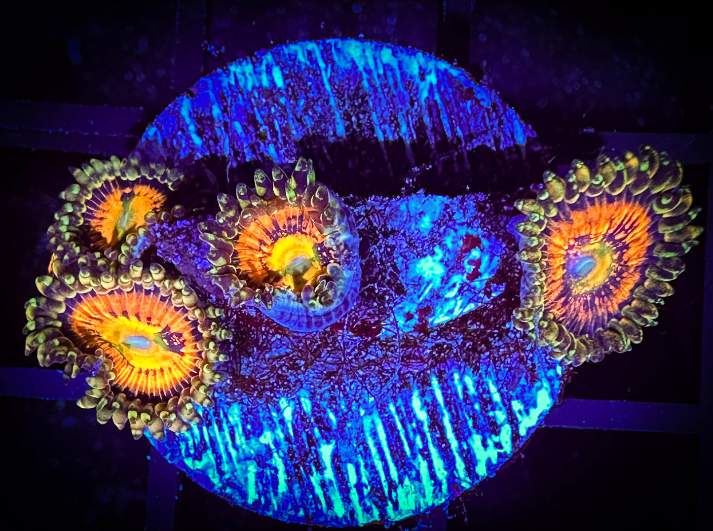 WYSIWYG Rainbow Incenerator Zoanthids 04E1
