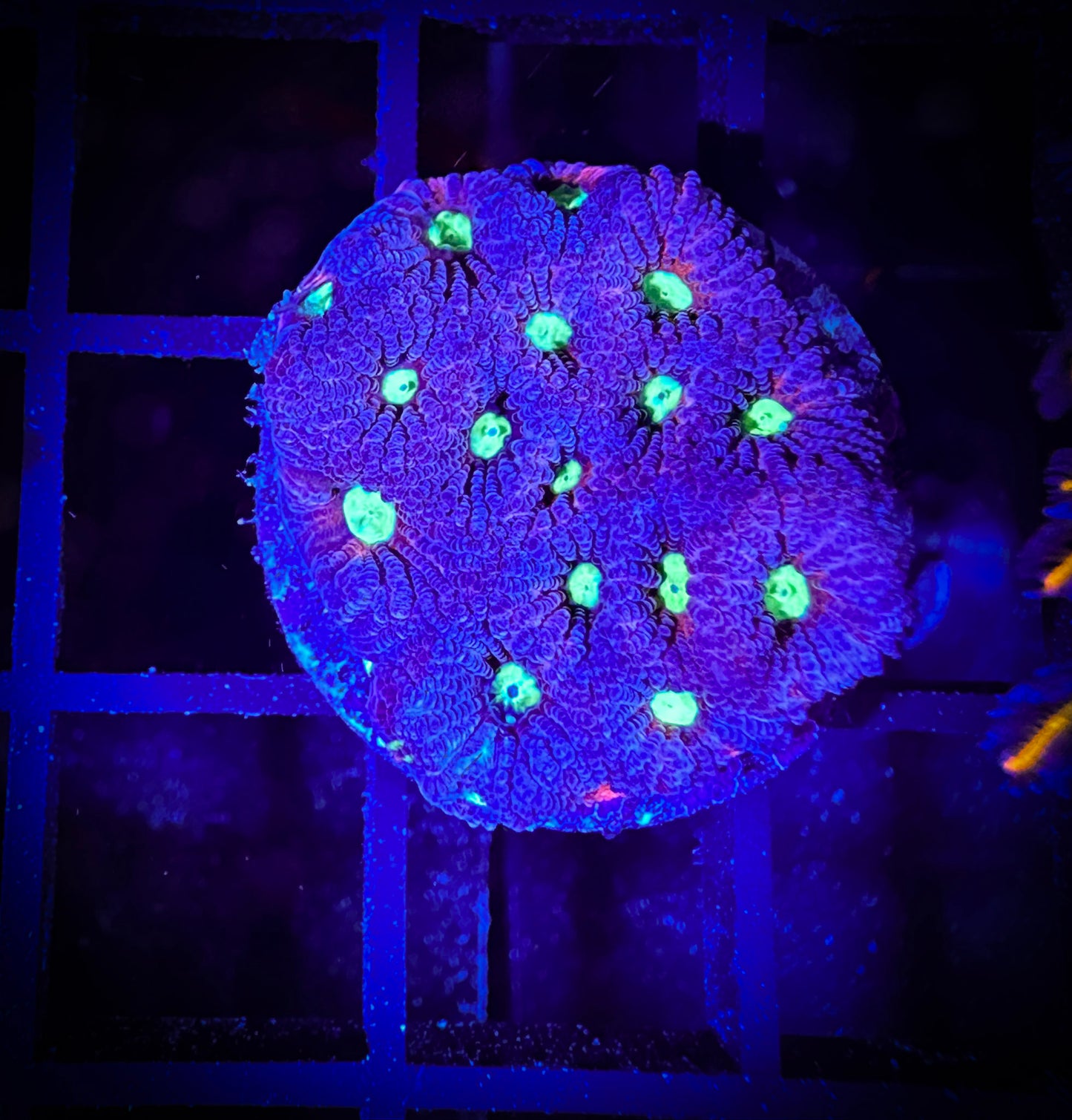 WYSIWYG Bright Eyed Purple War Coral (Favities) 10D3