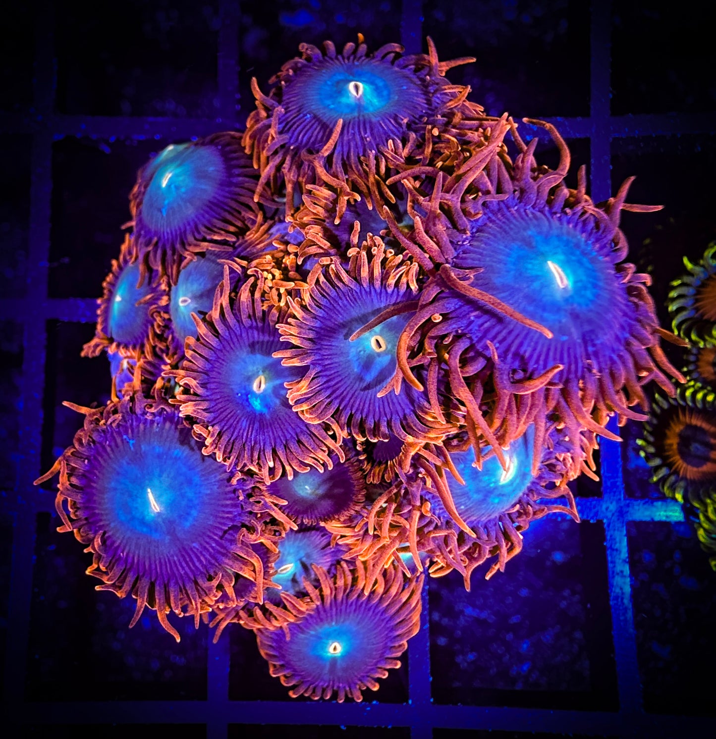 WYSIWYG CB Punk Rockers Zoanthids Colony 10D3