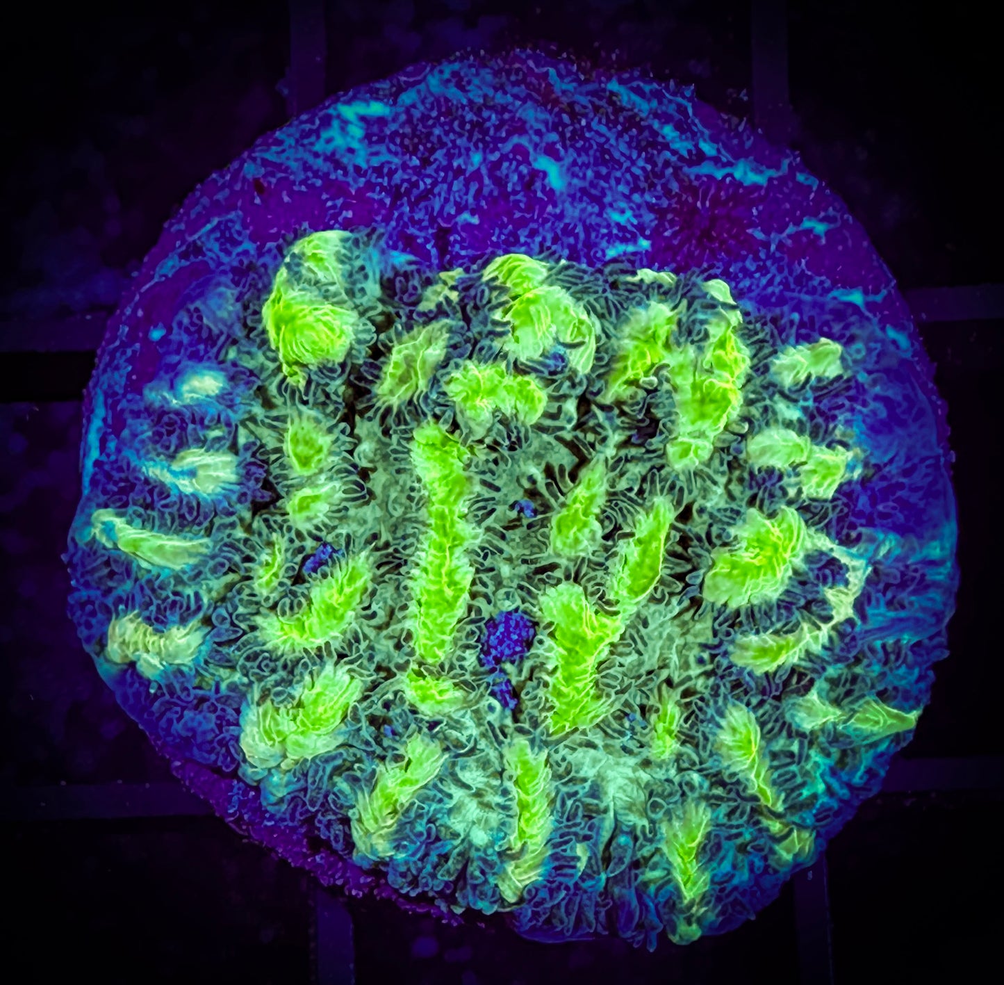 WYSIWYG JF Limelight Hydnophora 05B2