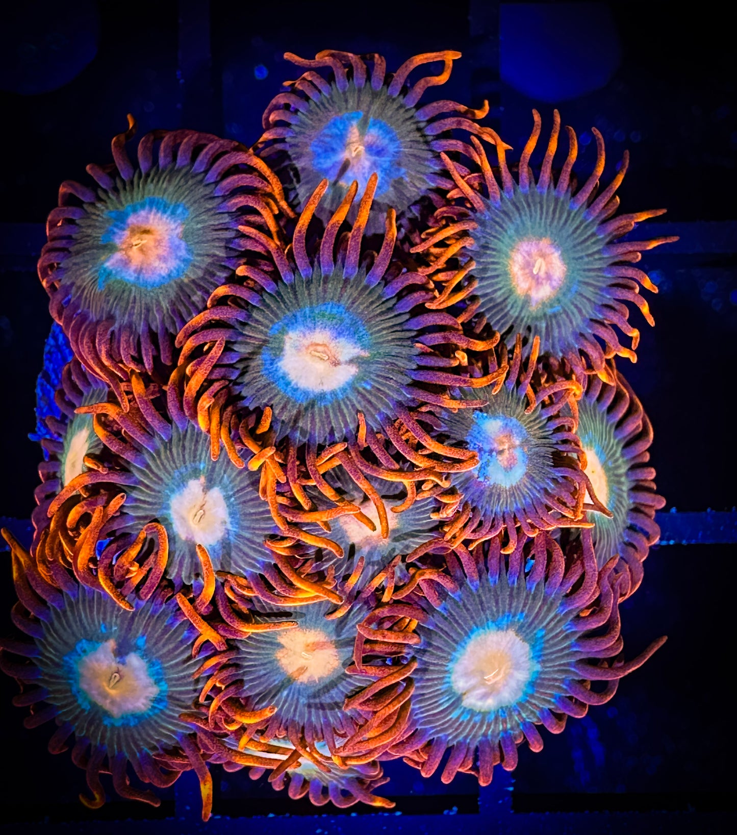 WYSIWYG Gatorade Zoanthids Large Frag 10D4