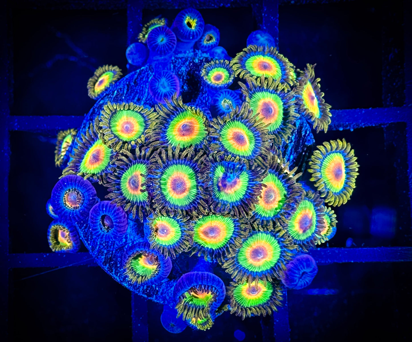 WYSIWYG Rastas Zoanthids Large Frag 10E4
