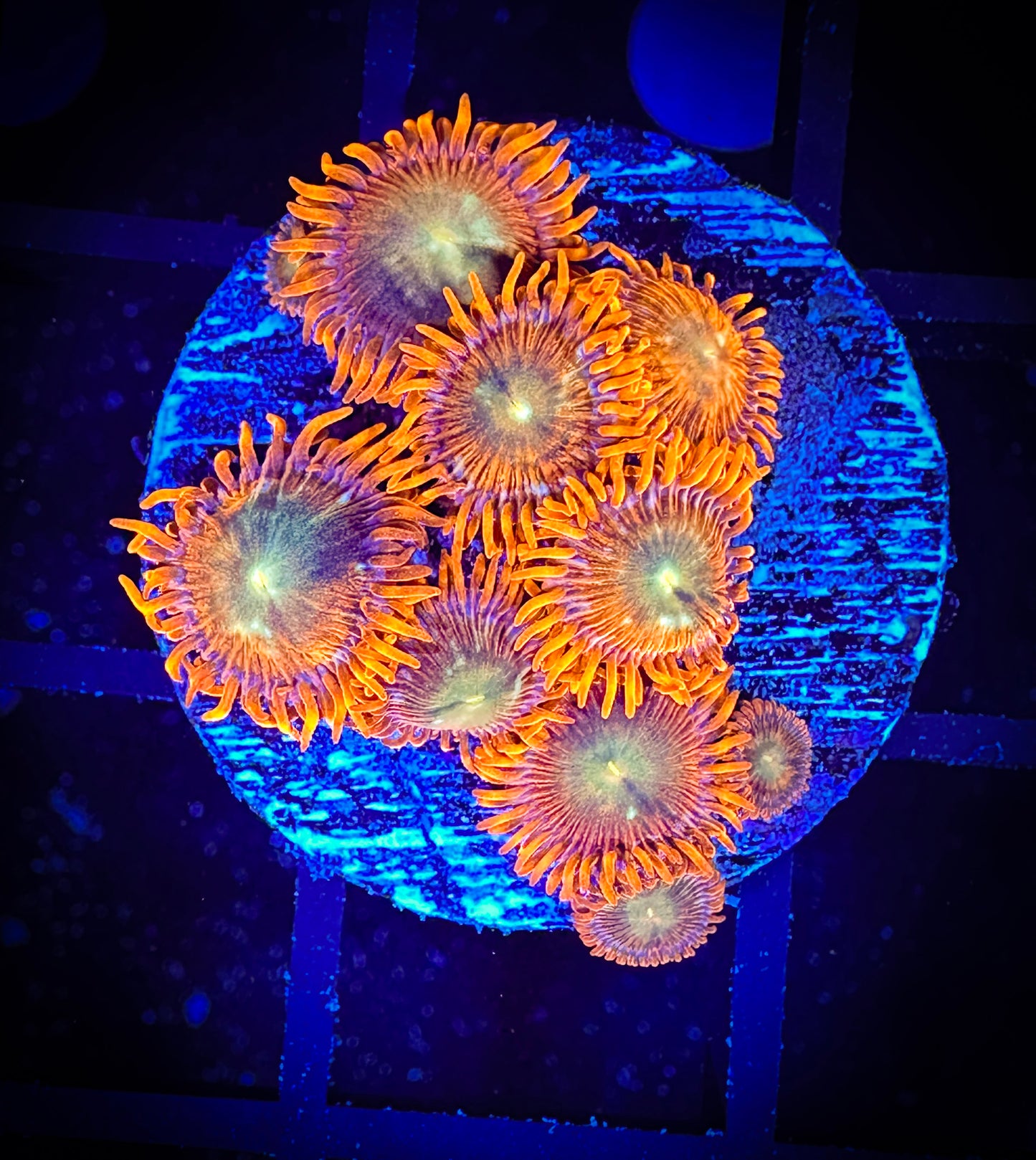 WYSIWYG GC Tropical Flame Zoanthids 10E4