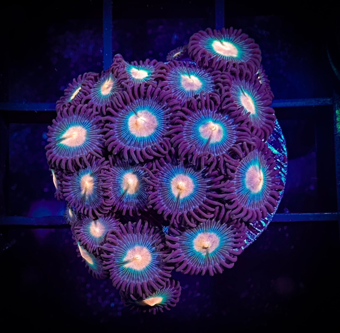 WYSIWYG Sunkissed Zoanthids 05D3