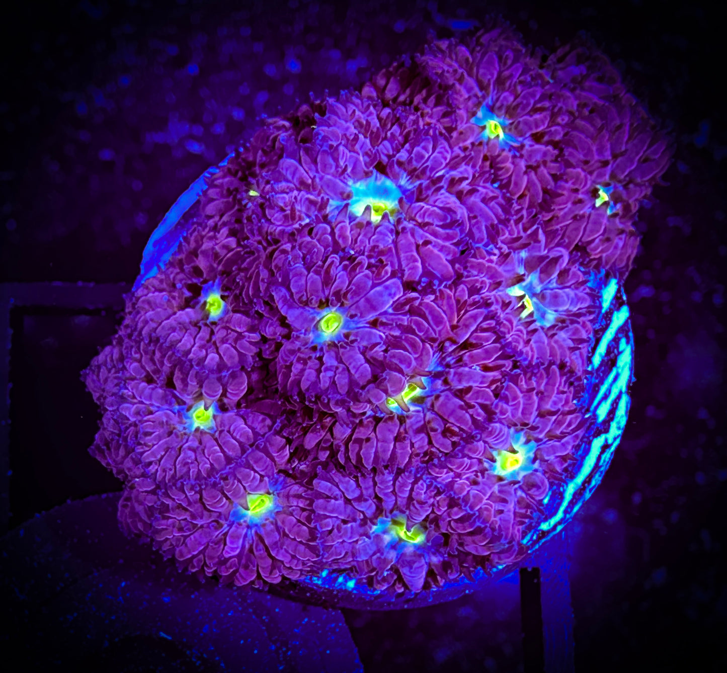 Blueberry Blastomussa Merleti Frag 05D1