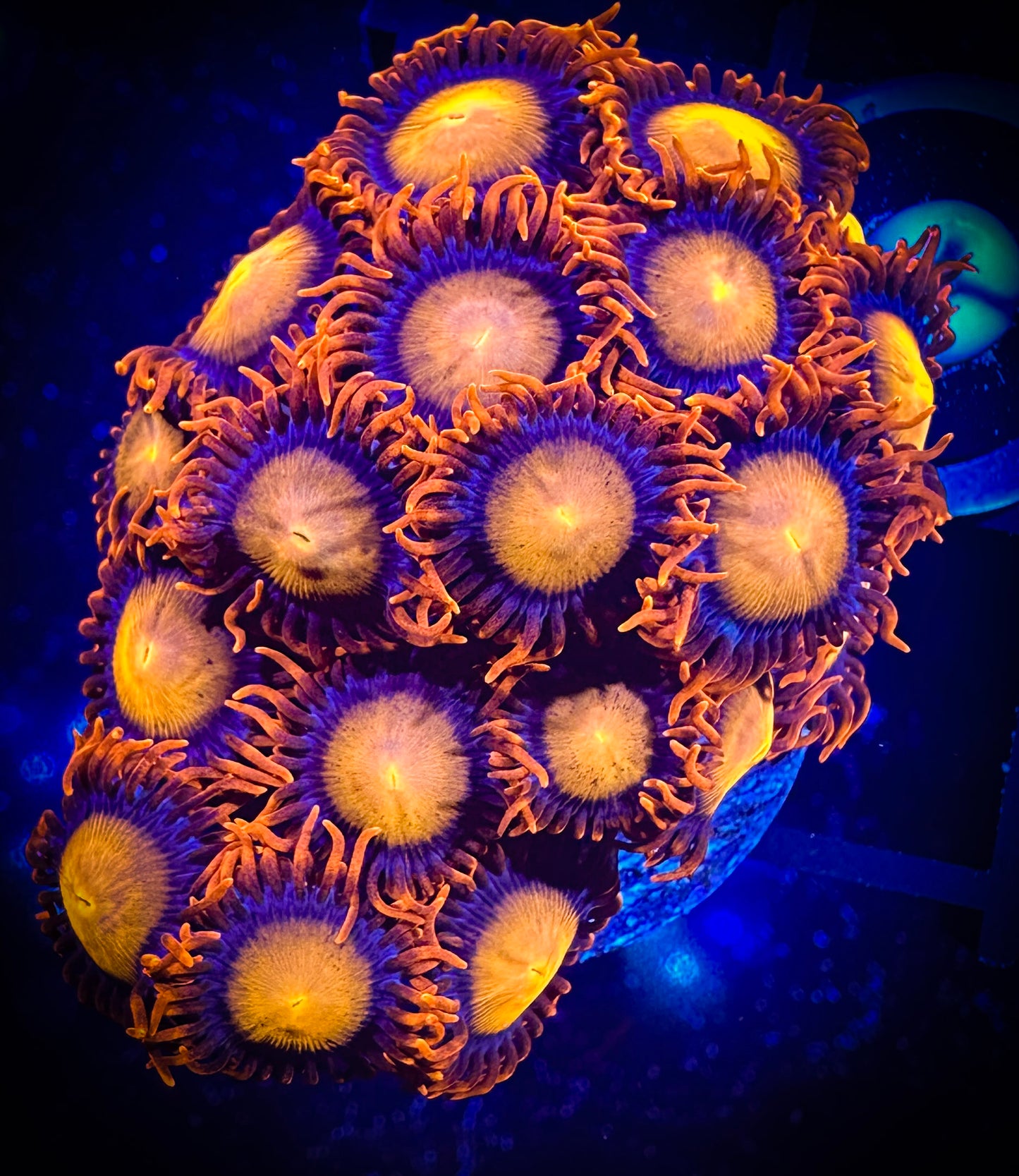 WYSIWYG Angry Birds Zoanthids Large Frag 10F1