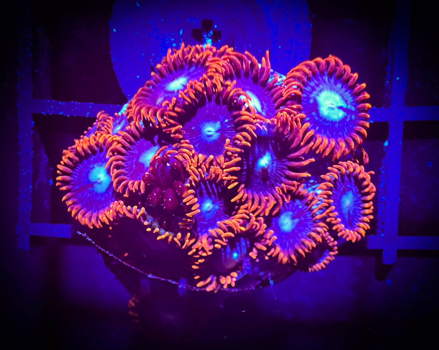 WYSIWYG OG Fire and Ice Zoanthids 10F4
