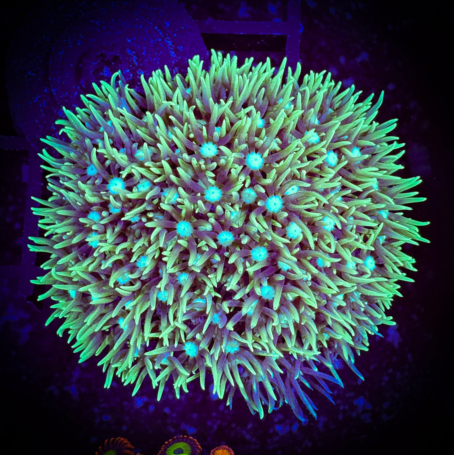 WYSIWYG Short Lash Green Star Polyp 05B4