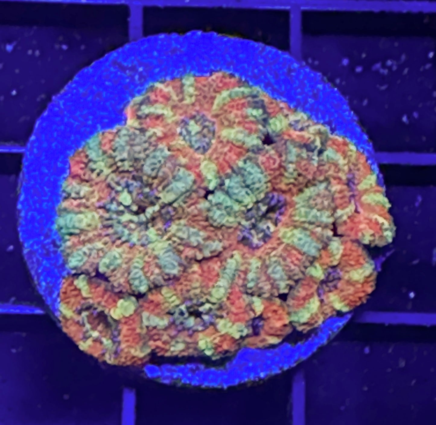 WYSIWYG Ultra Orange & Green Rainbow Lord Acan (Micromussa)