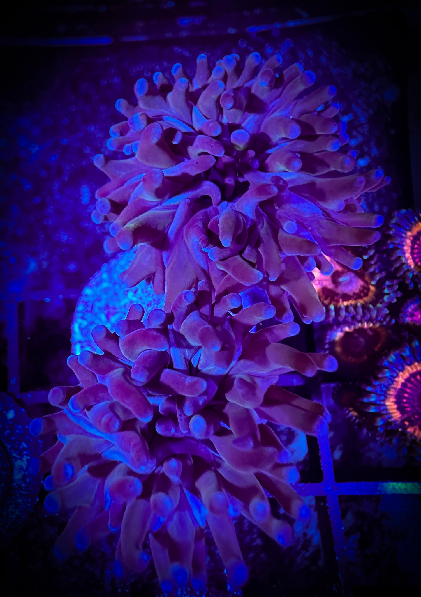 WYSIWYG Purple Hammer Coral 2 heads 07B1