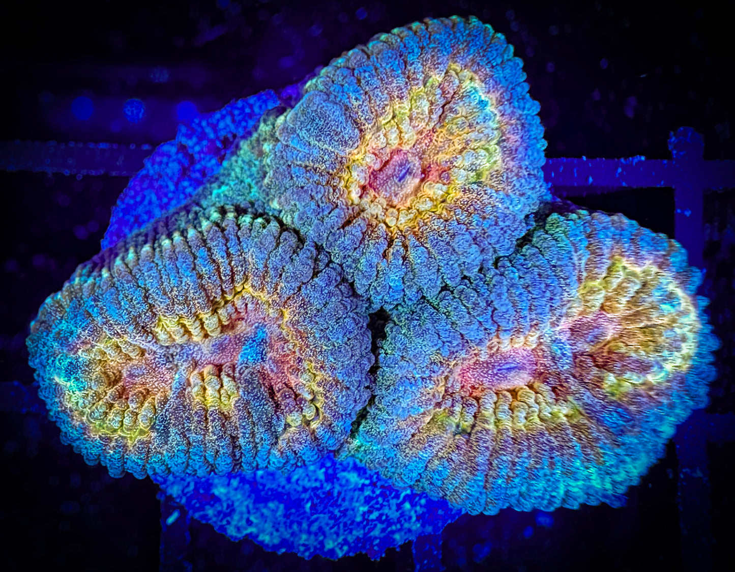 WYSIWYG Pretty Favia or Micromussa 13C1