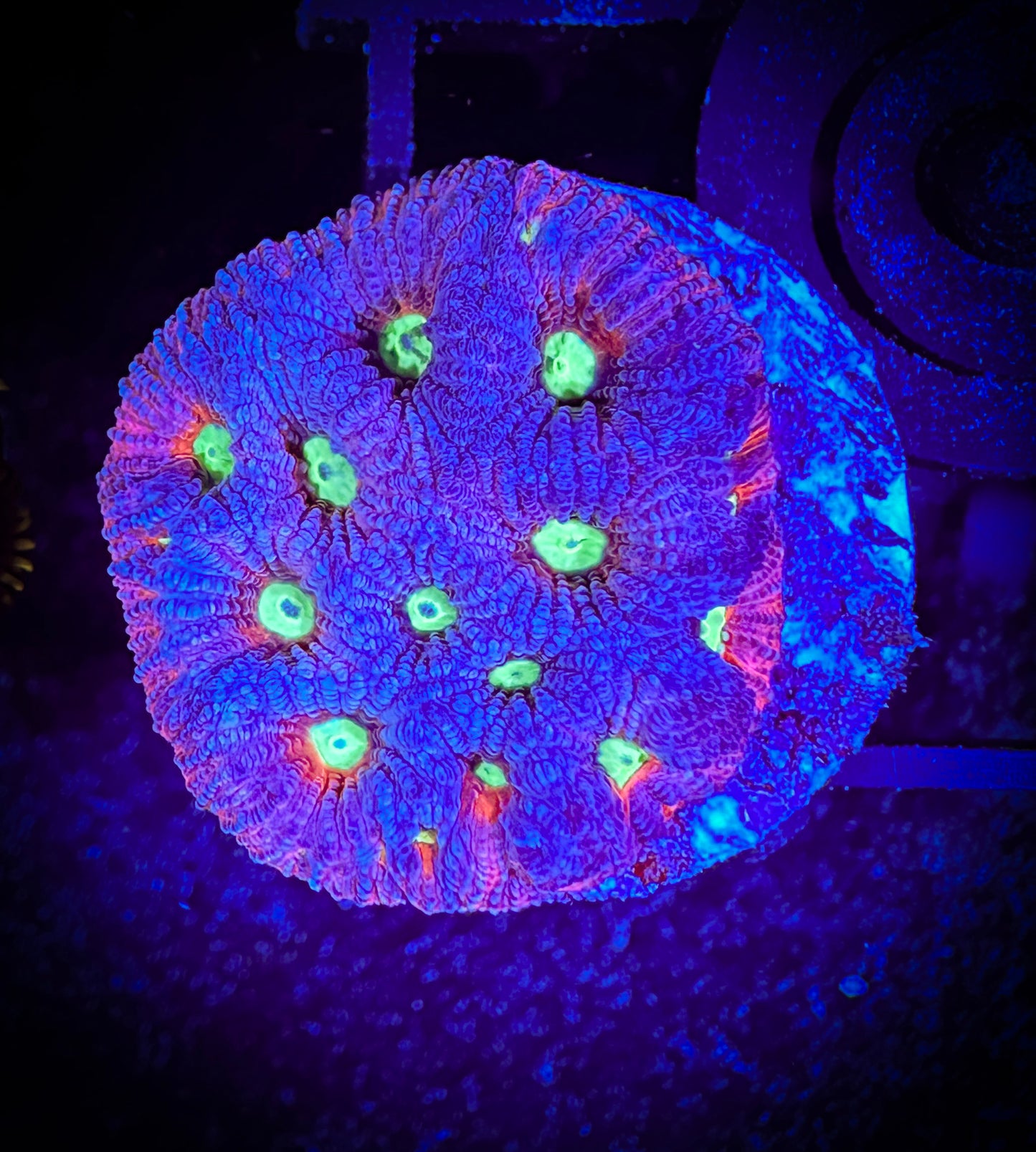 WYSIWYG Fuchsia War Coral (Favities) 01B1