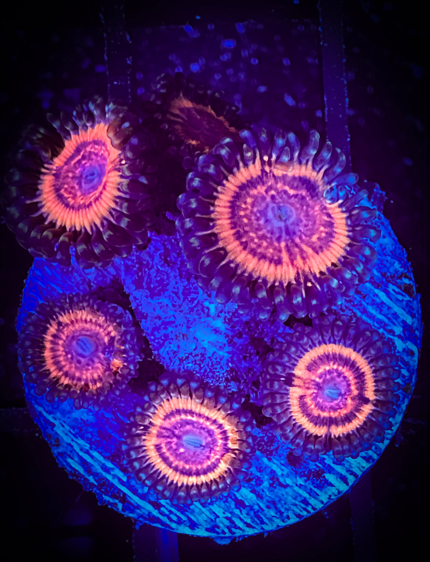 WYSIWYG CC Bloodsuckers Zoanthids Frag 02C2