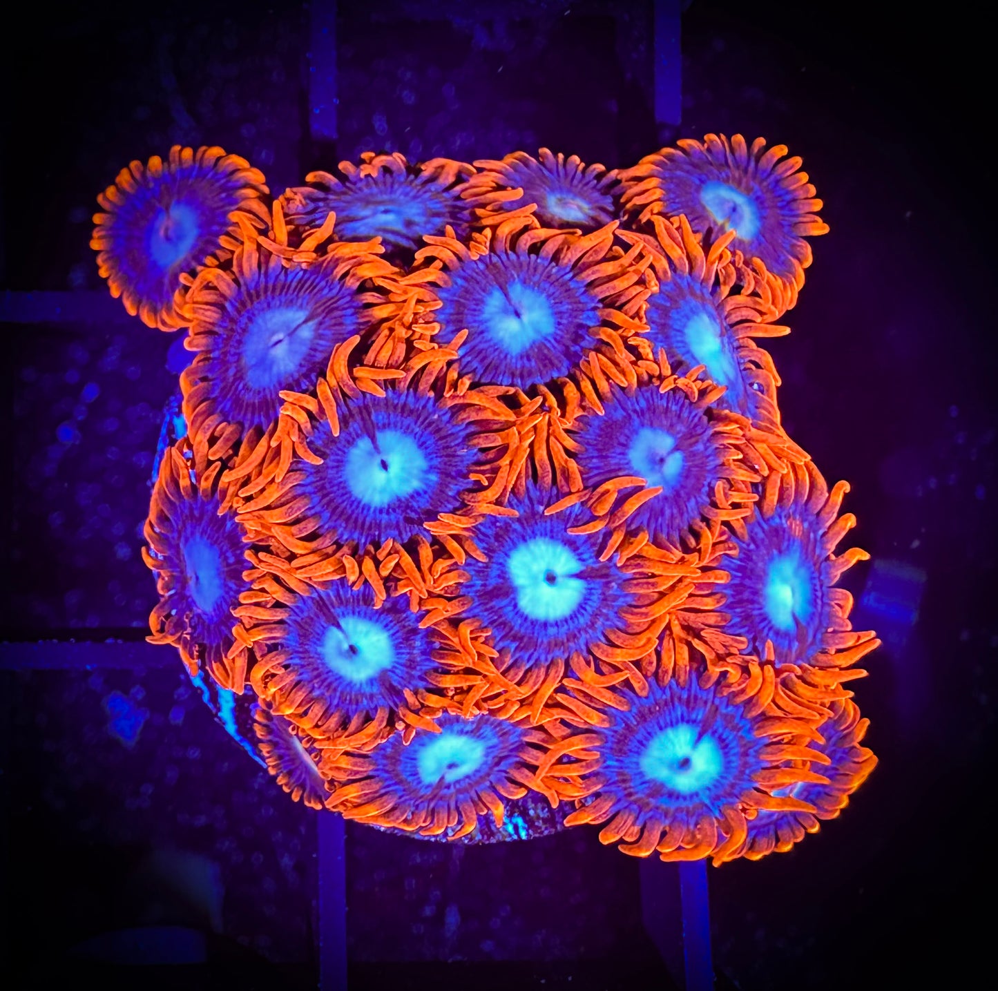 WYSIWYG Fire and Ice Zoanthids Large Frag 11A2
