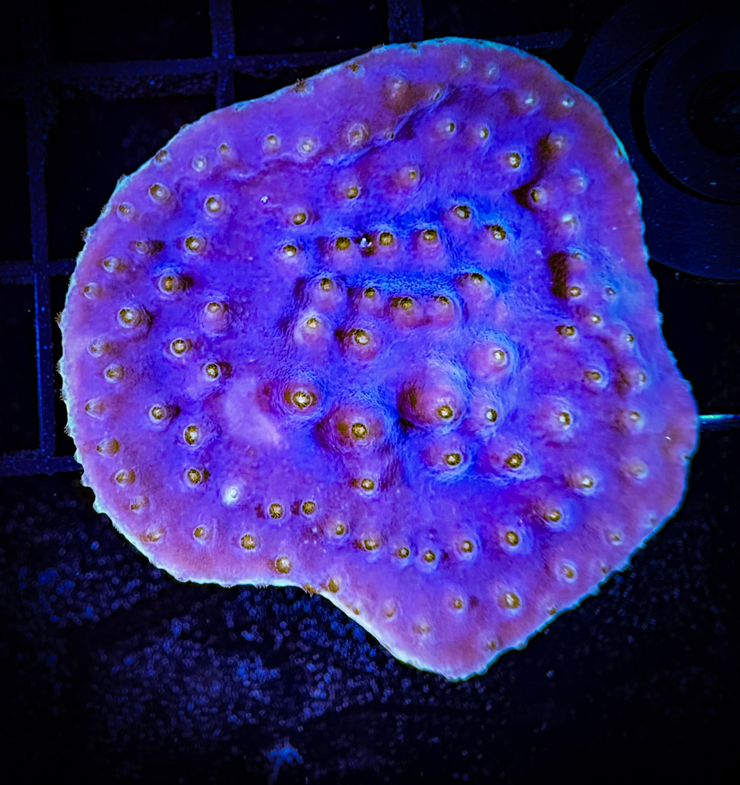 WYSIWYG Yellow Edge Scroll Coral 04B4