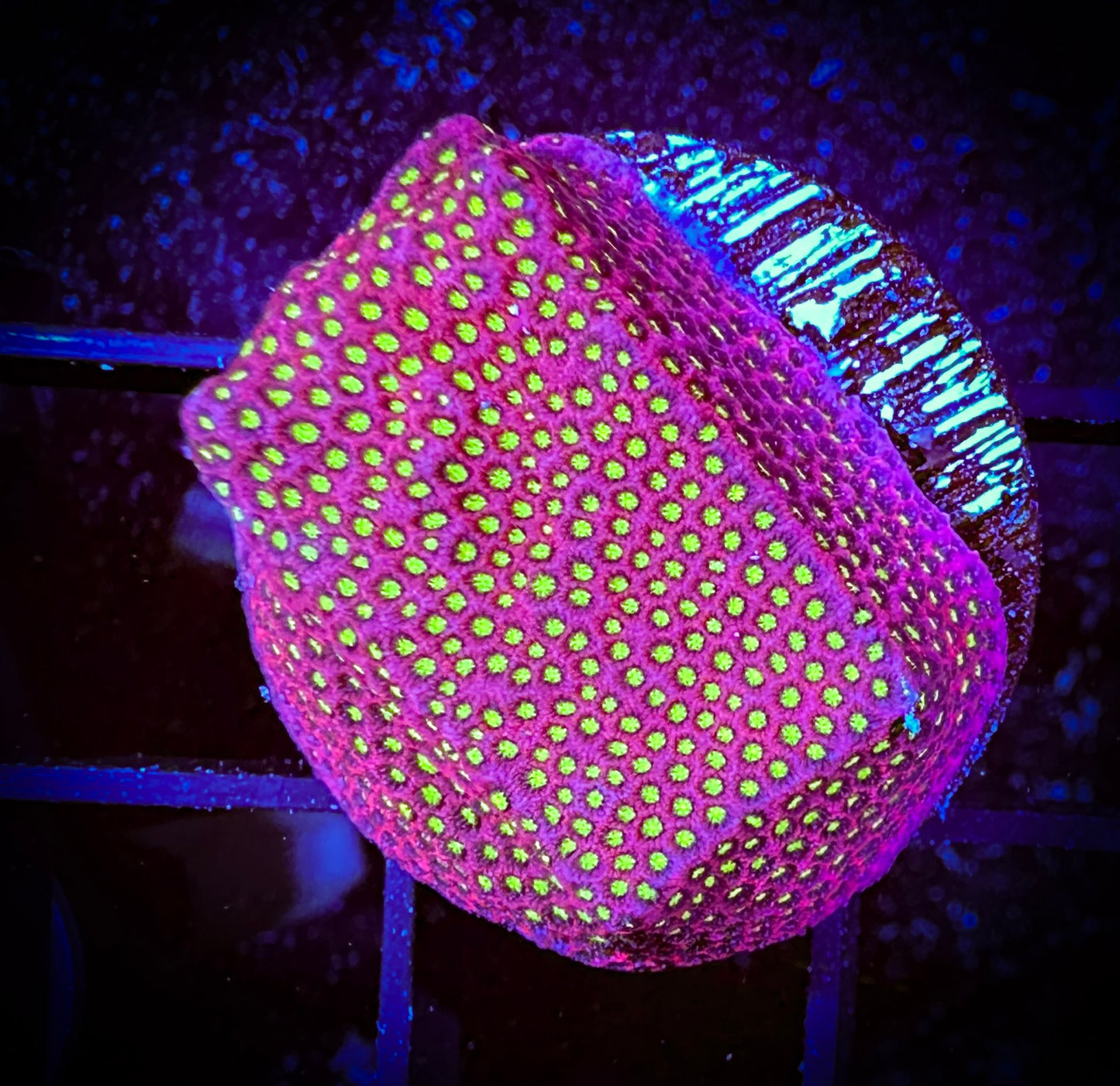 WYSIWYG WWC Electric Daisy Stylocoeniella 11B1