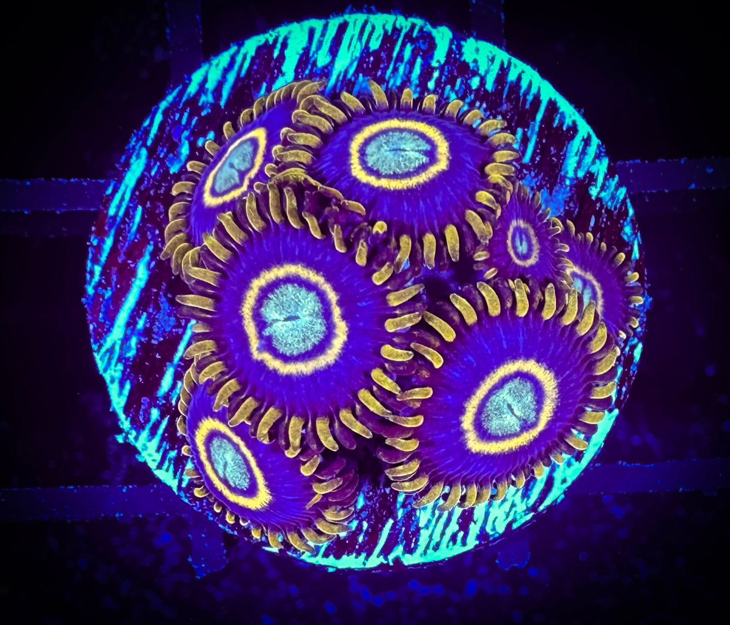 WYSIWYG Blue Hornets Zoanthids Frag 11B1