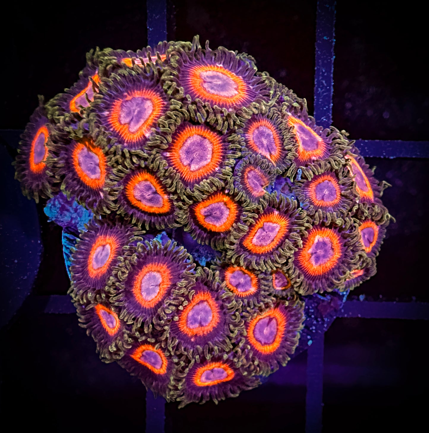 WYSIWYG JF Fairytale Zoanthids Large Frag 11B4