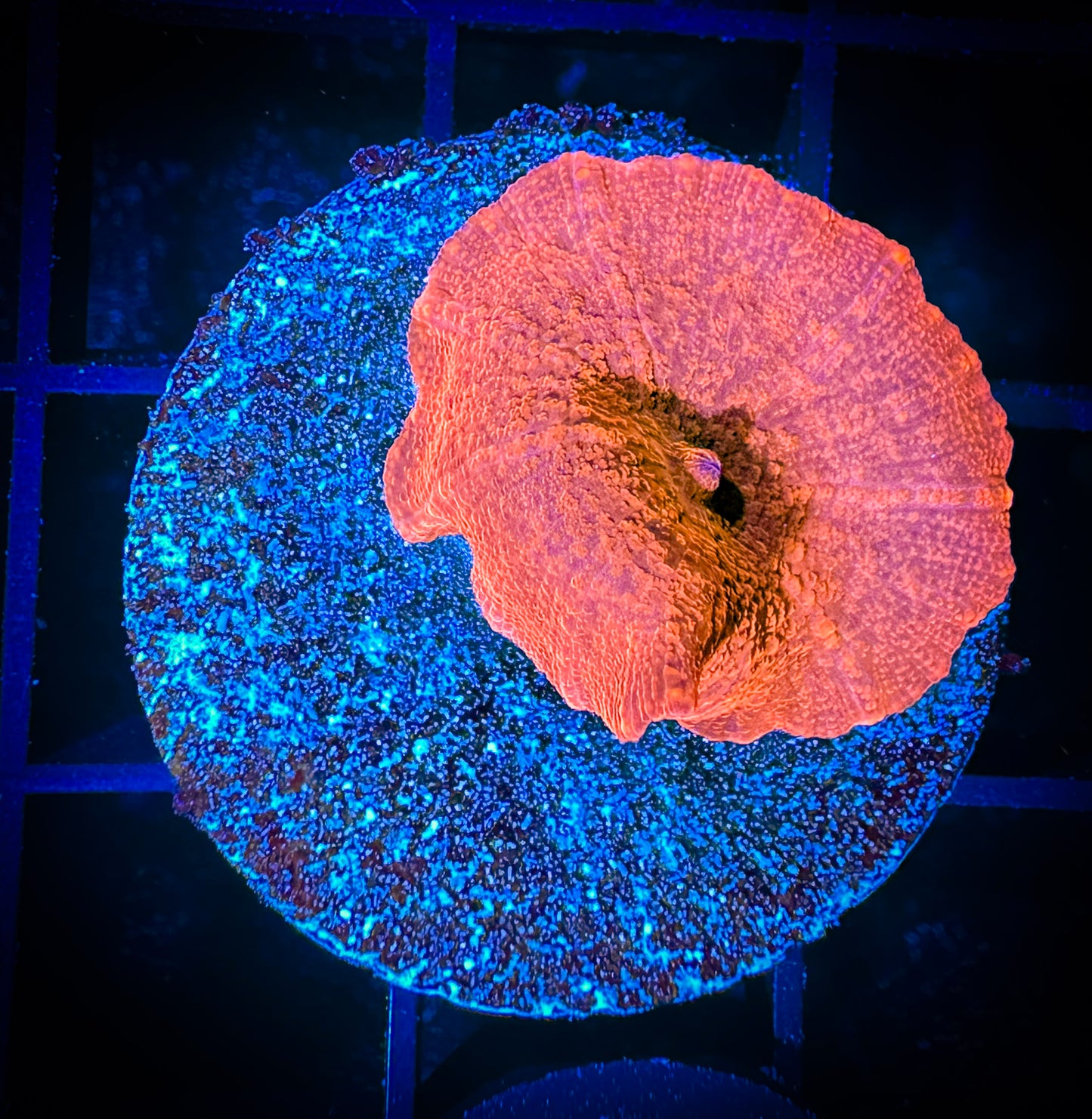 WYSIWYG Iron Man Discosoma Mushroom 11B4