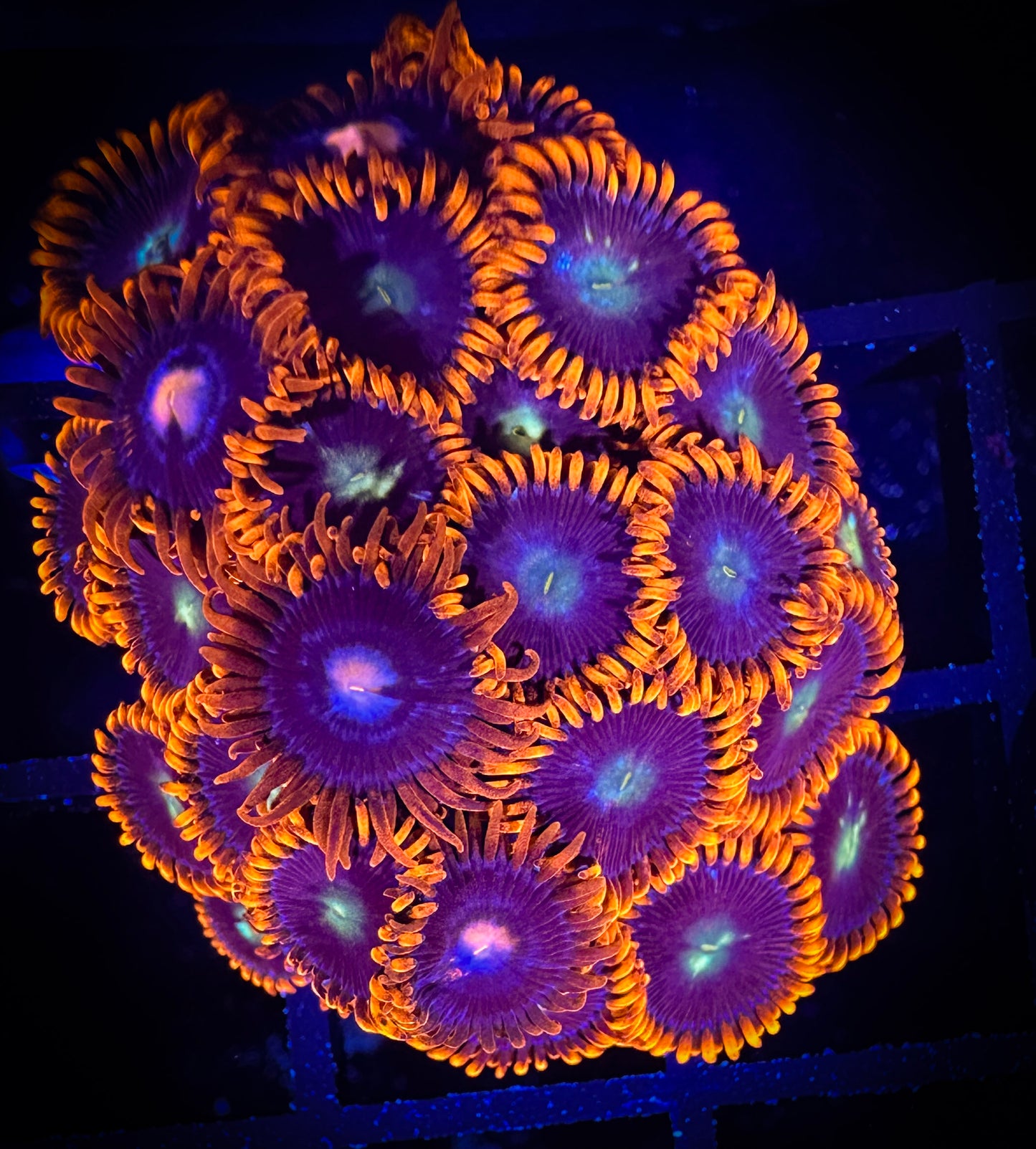 WYSIWYG GC Confused Fireballs Zoanthids Large Frag 11B4