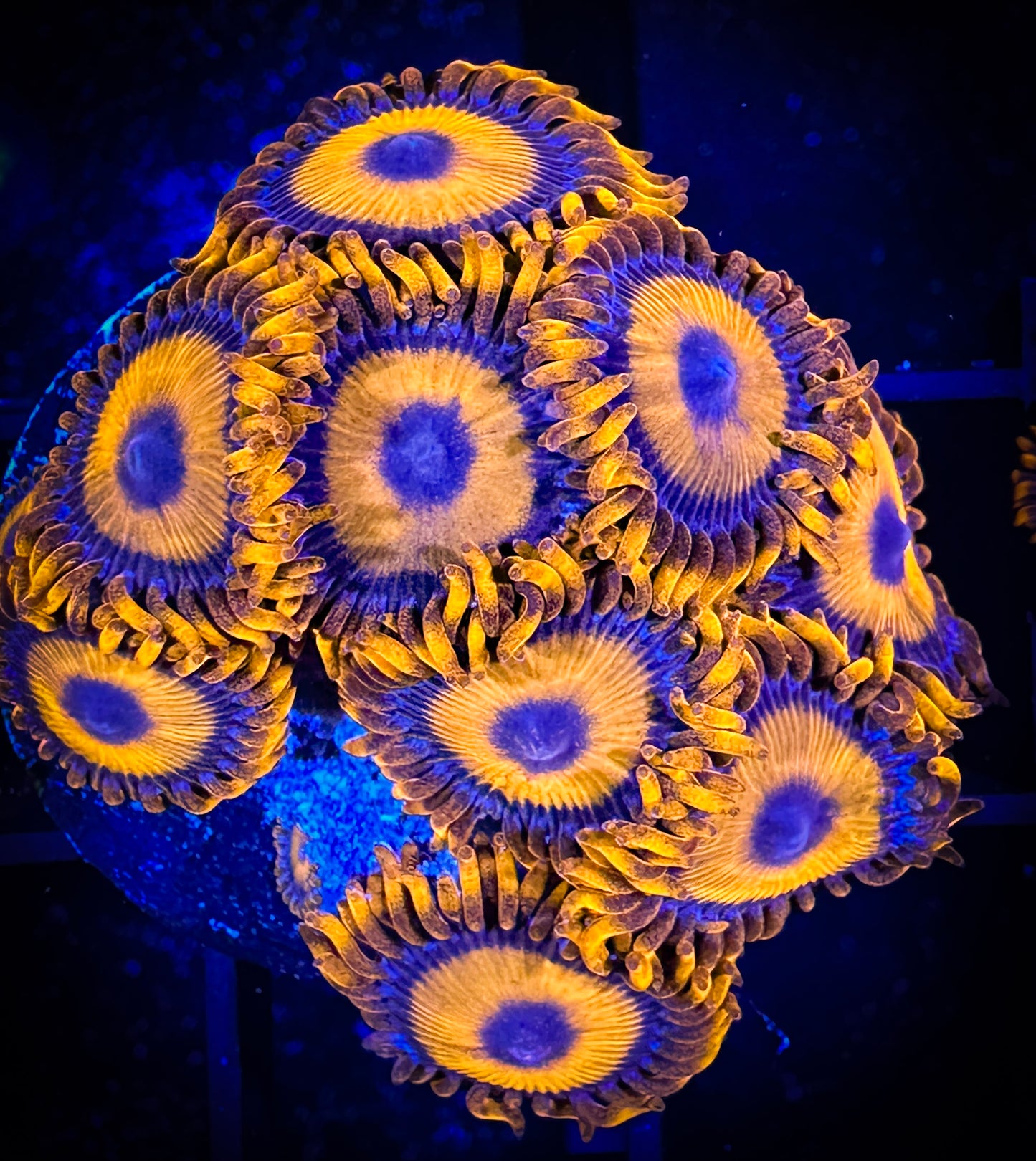 WYSIWYG CB Orange Hornets AKA Oxides Zoanthids 04C2