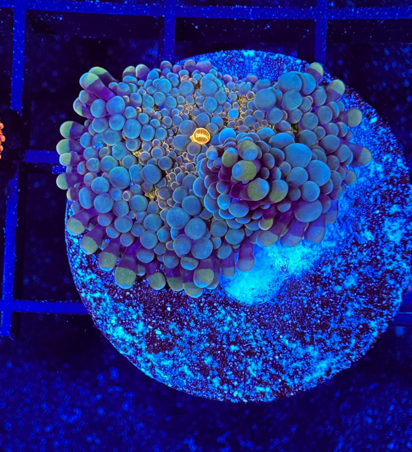 WYSIWYG Green and Orange Yuma Mushroom 11C1