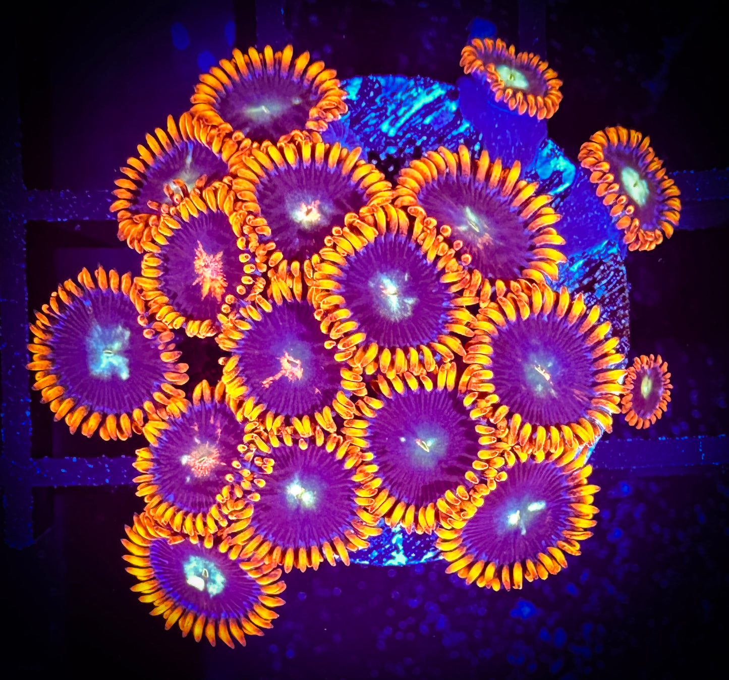 WYSIWYG GC Confused Fireballs Zoanthids Large Frag 11C1