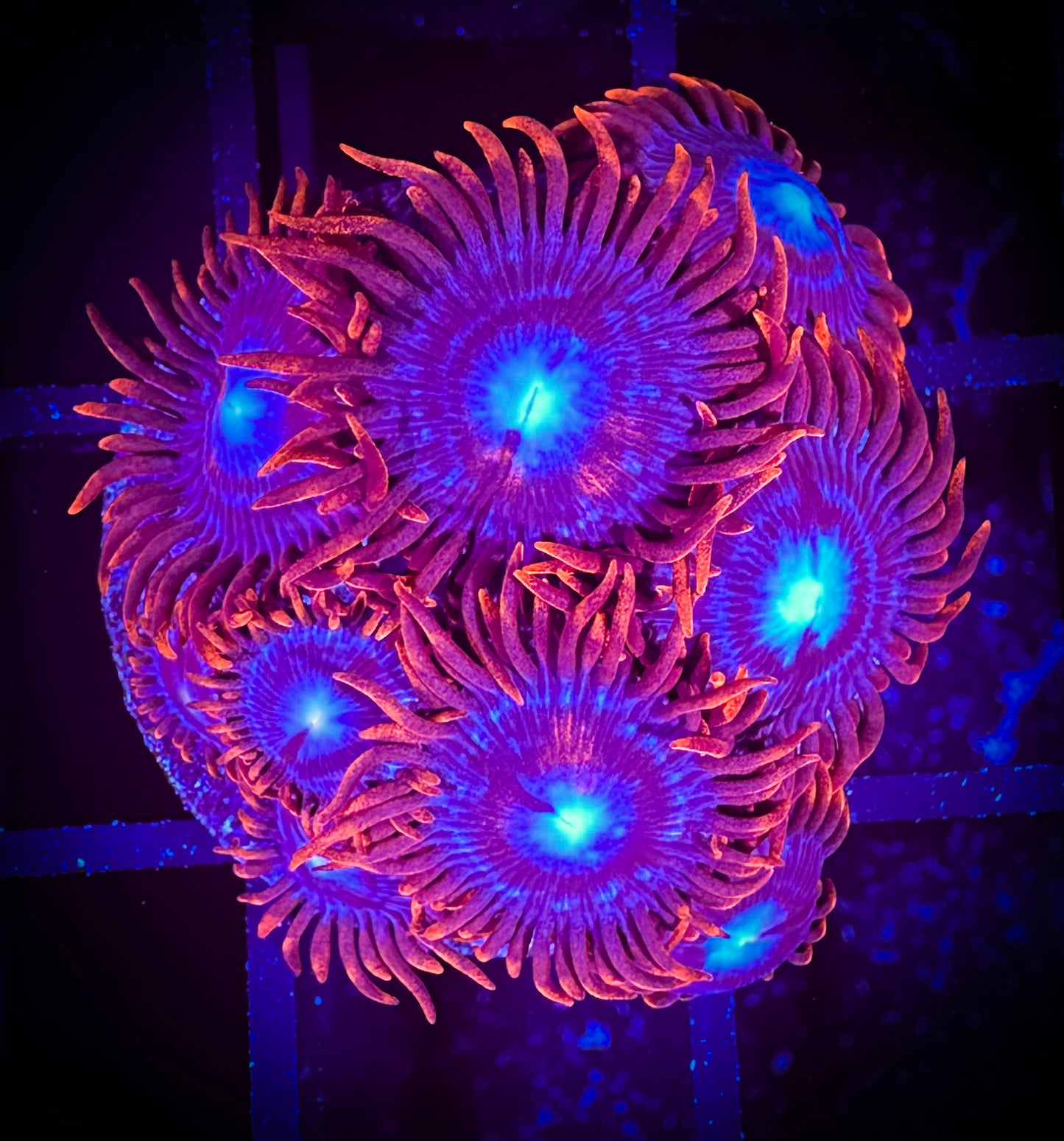 WYSIWYG OG Fire and Ice Zoanthids Frag 11C2