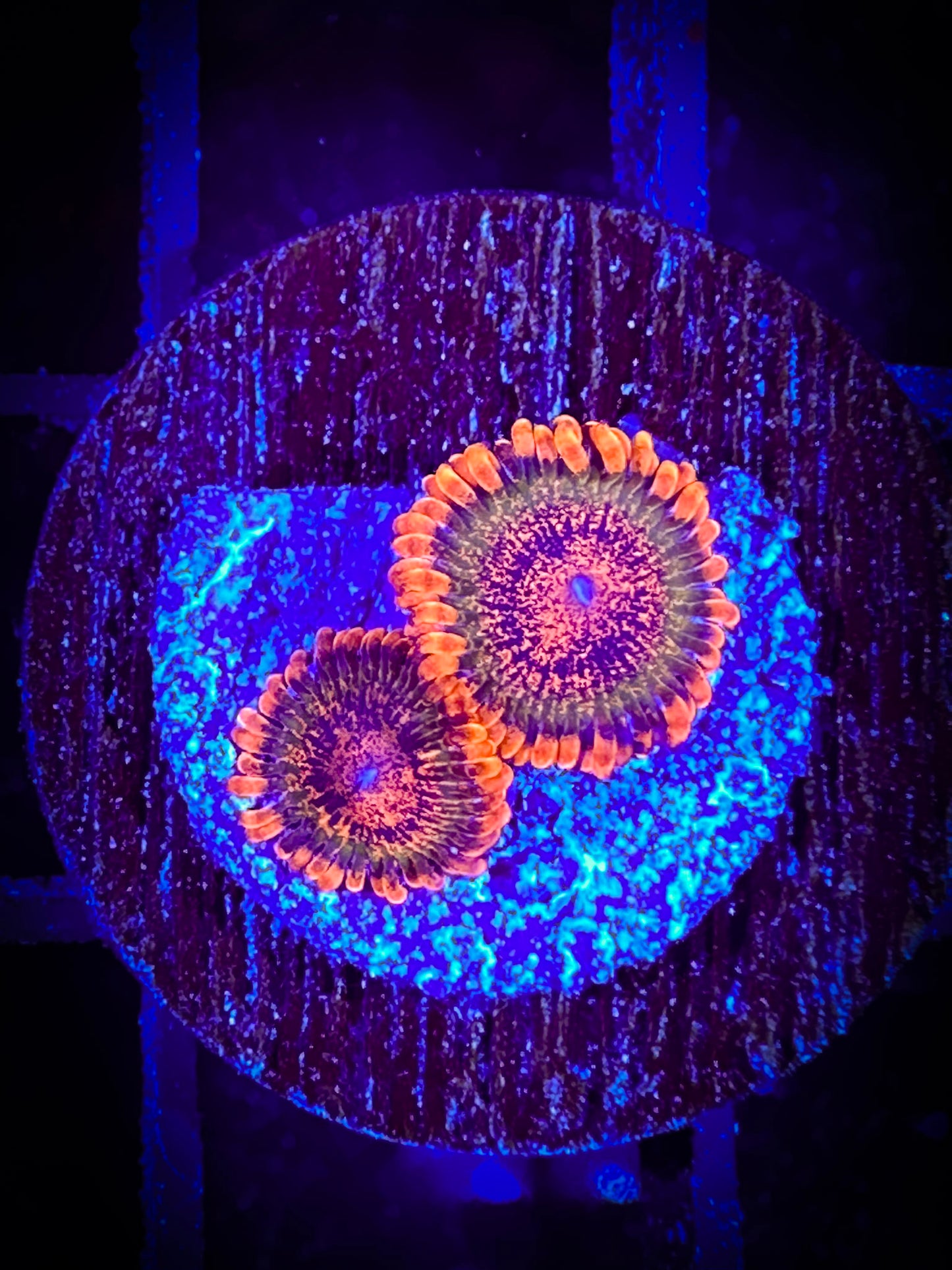 WYSIWYG Speckled Krak Zoanthids 04E1