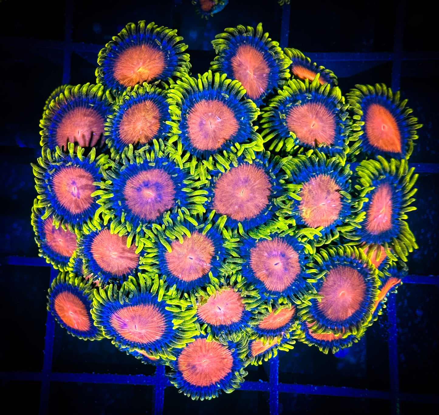 WYSIWYG Dragon Eye Zoanthids Colony 11C3