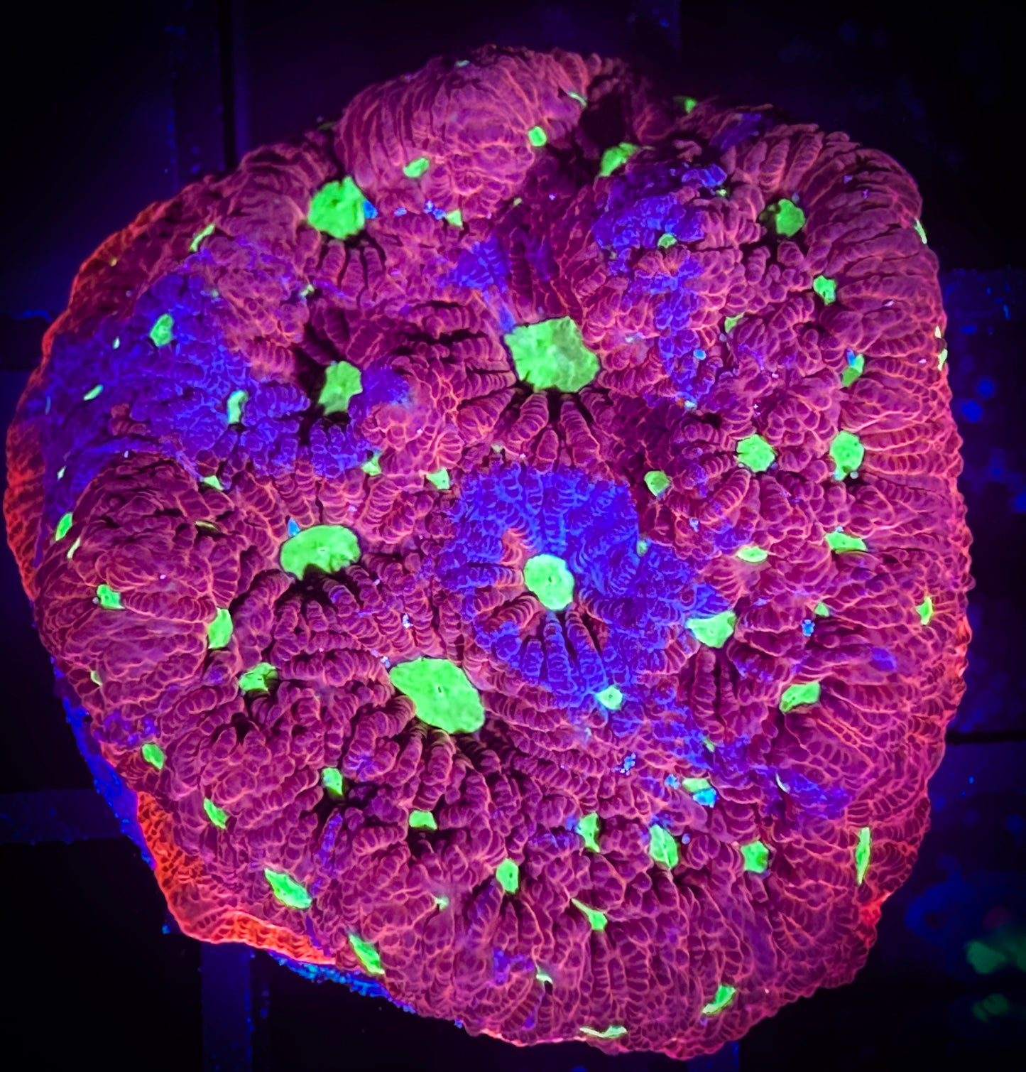 WYSIWYG Hot and Cold War Coral (Favities) 11C3
